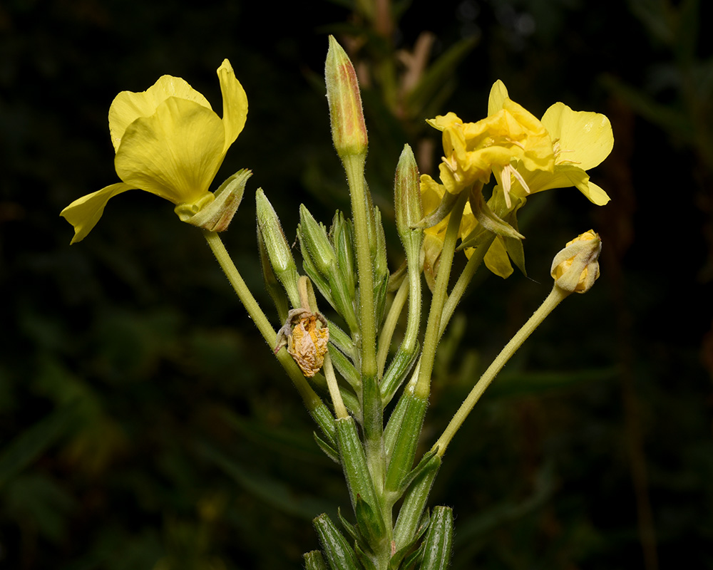 Biennial Evening-primrose