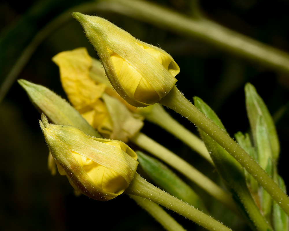 Oenothera biennis