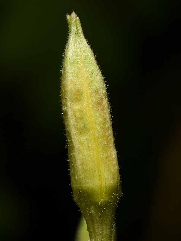 Oenothera biennis