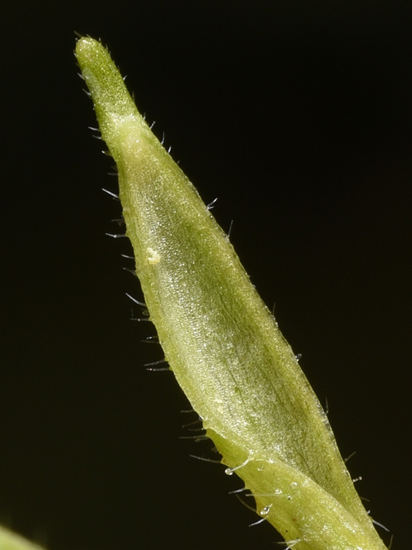 Oenothera biennis