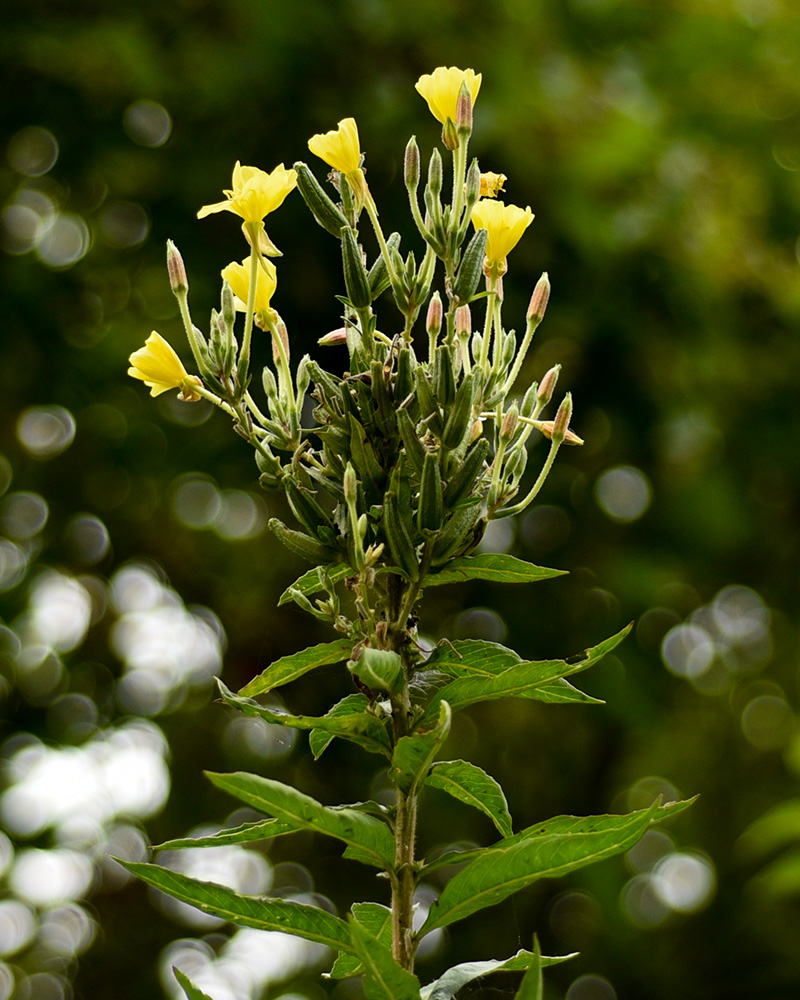 Oenothera biennis