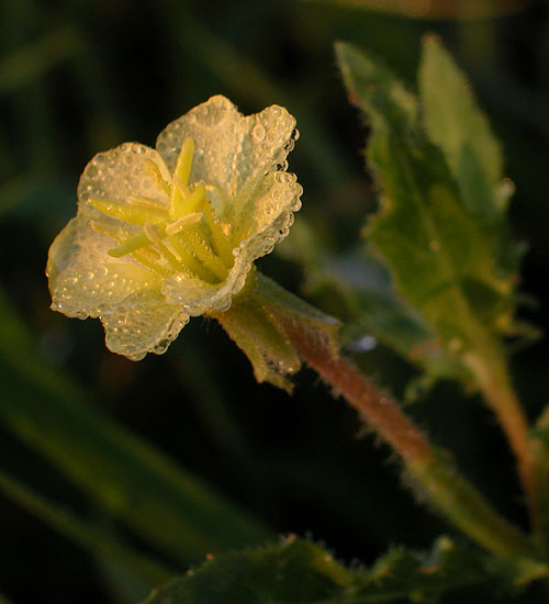 Cutleaf Evening-primrose