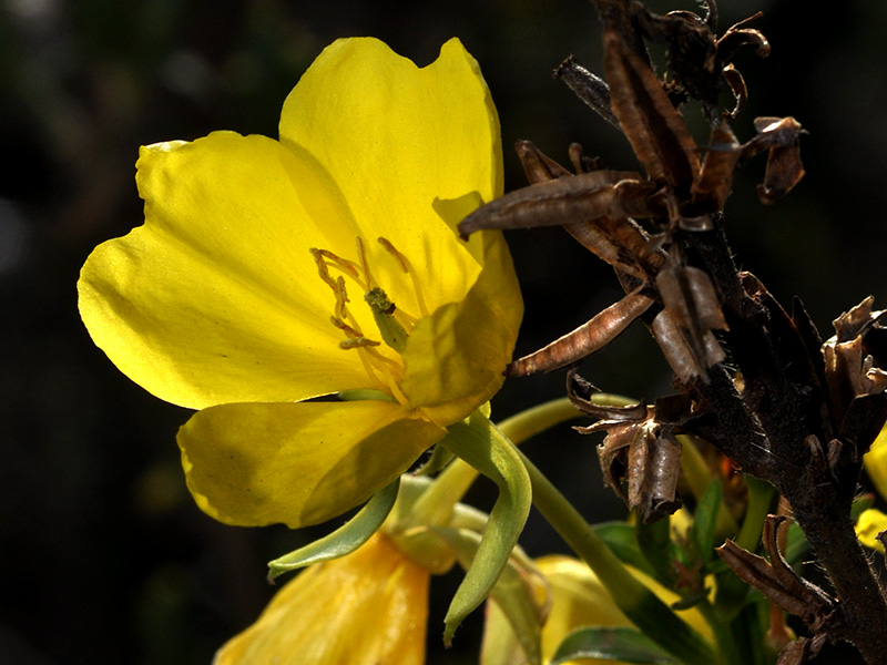 Oenothera parviflora