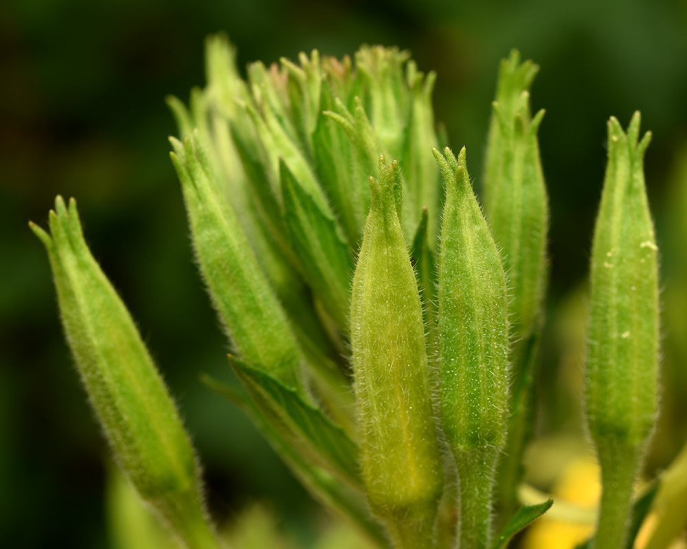 Oenothera parviflora