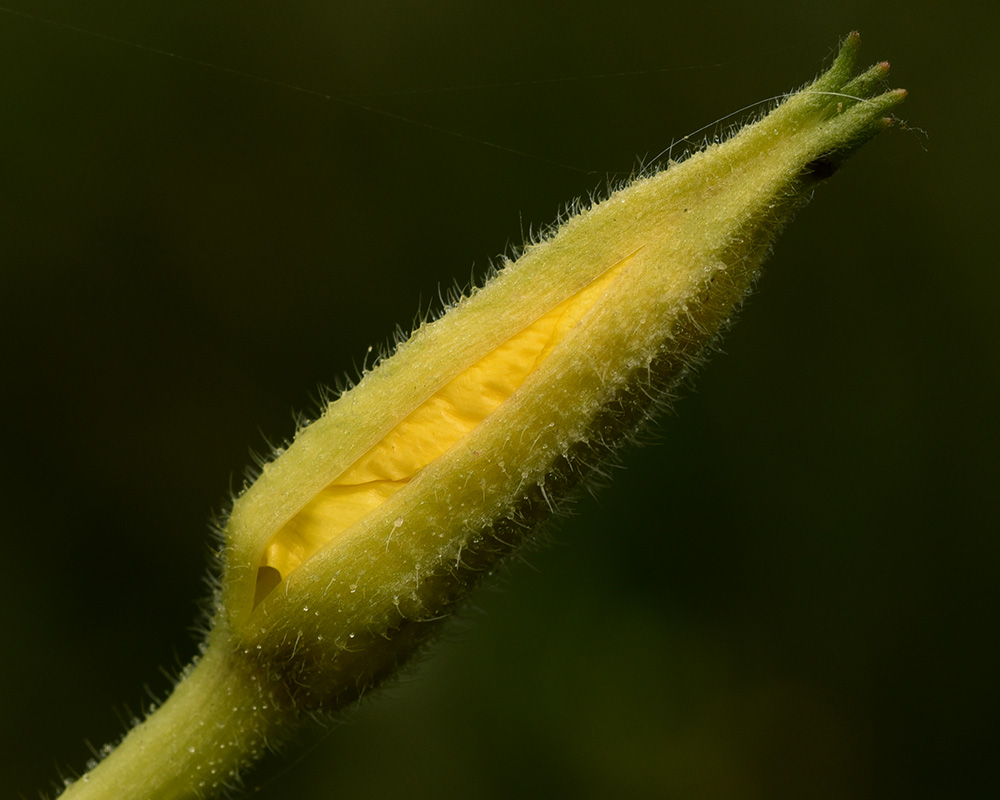 Oenothera parviflora