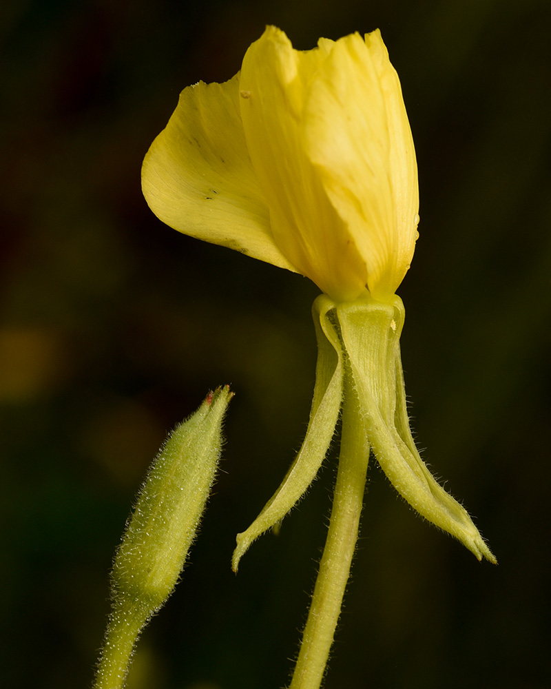 Small Flowered Evening-primrose