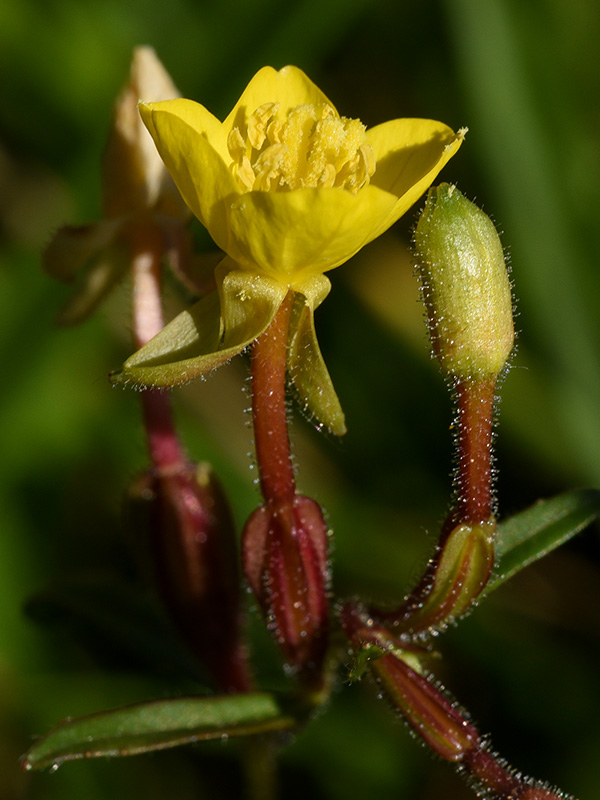 Oenothera perennis