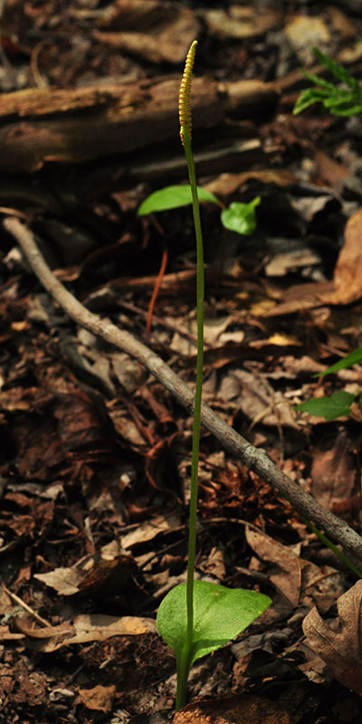 Ophioglossum vulgatum