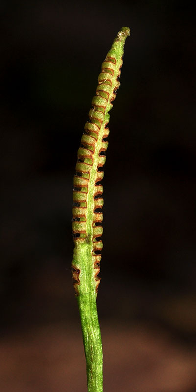 Ophioglossum vulgatum