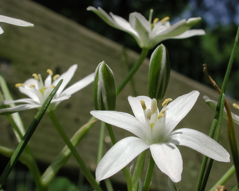 Ornithogalum umbellatum