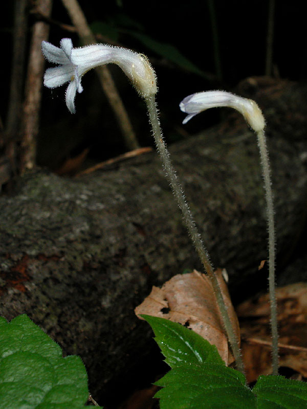 Orobanche uniflora