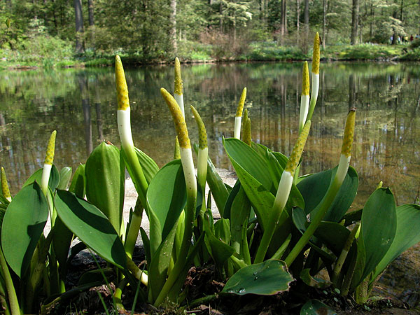 Orontium aquaticum