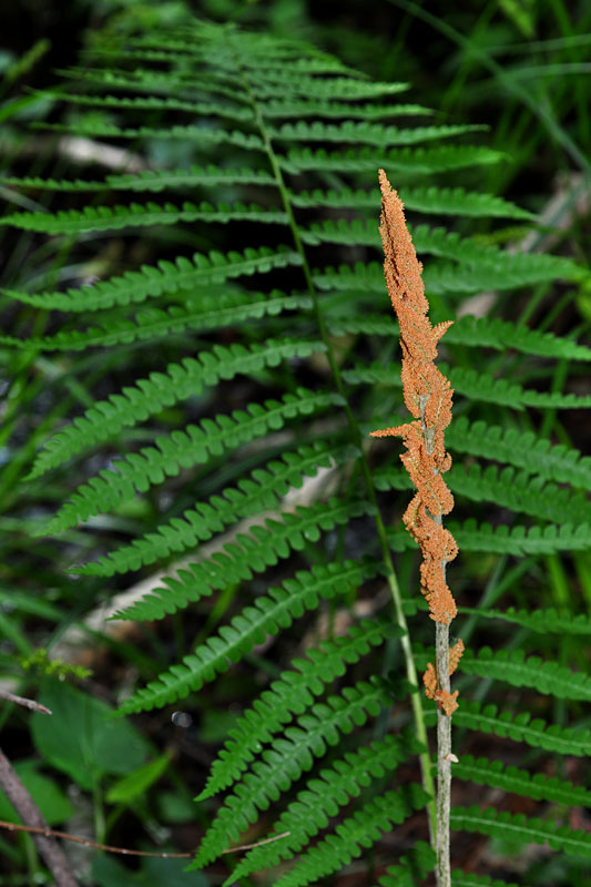 Cinnamon Fern