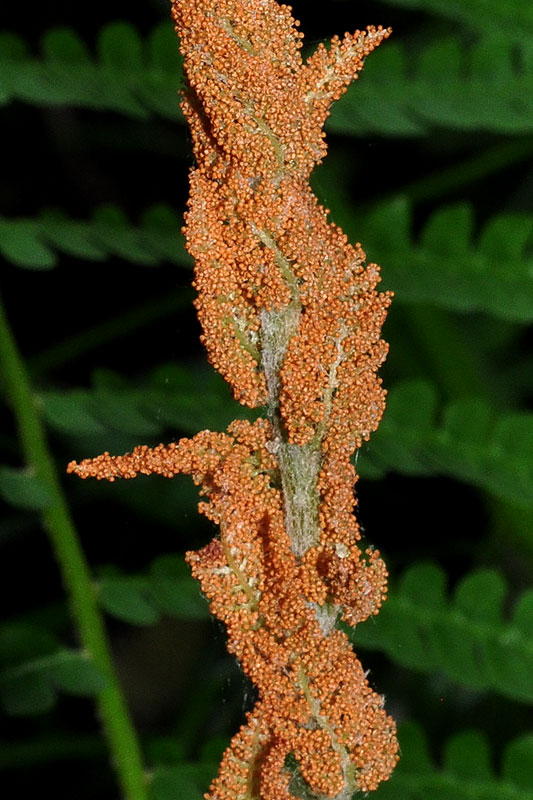 Cinnamon Fern