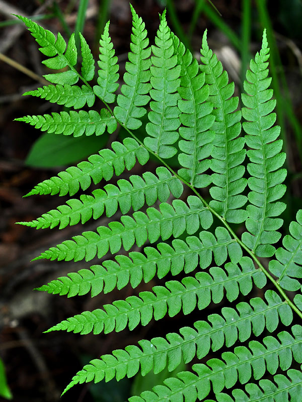 Cinnamon Fern