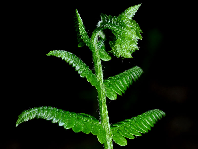 Cinnamon Fern