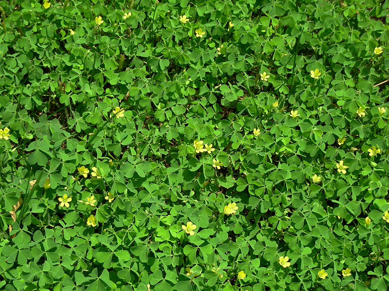 Oxalis corniculata