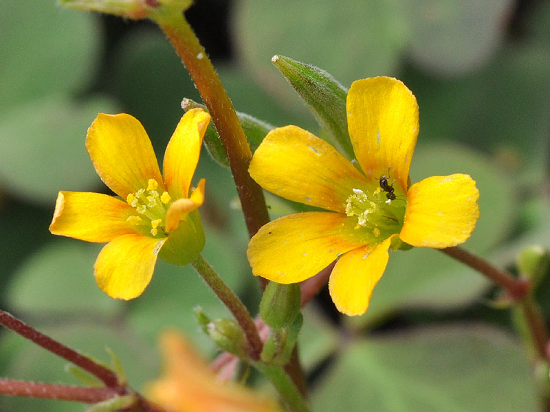 Creeping Woodsorrel