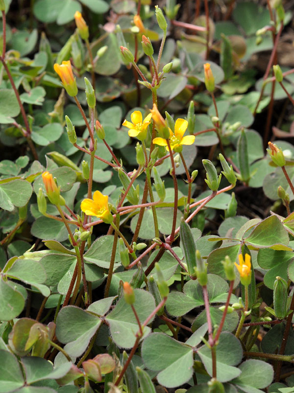 Oxalis corniculata