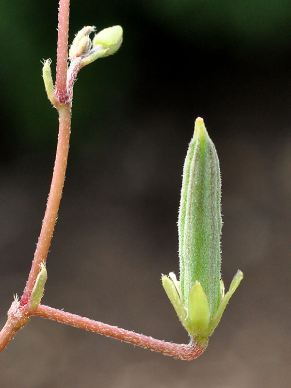 Oxalis corniculata