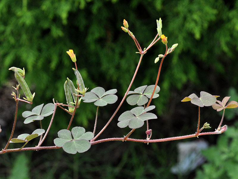 Creeping Woodsorrel