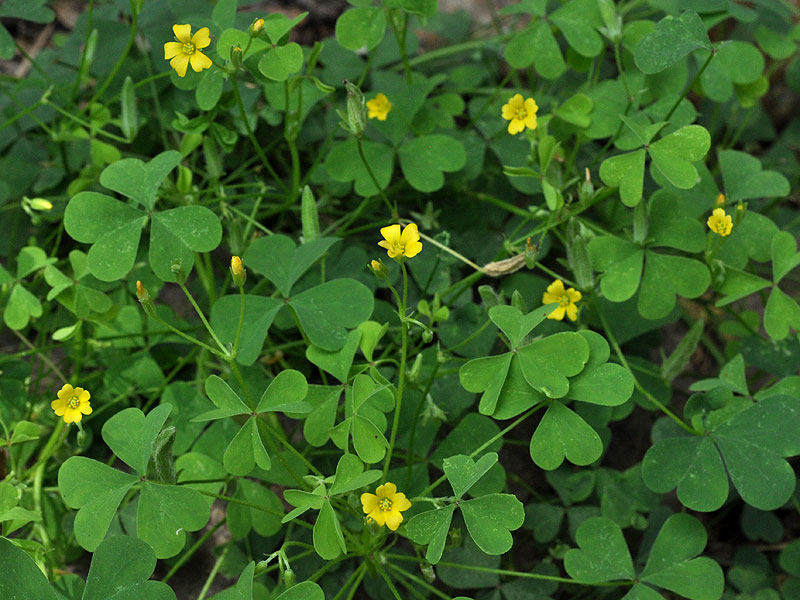 Southern Yellow Woodsorrel