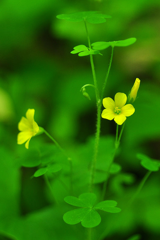 Oxalis stricta