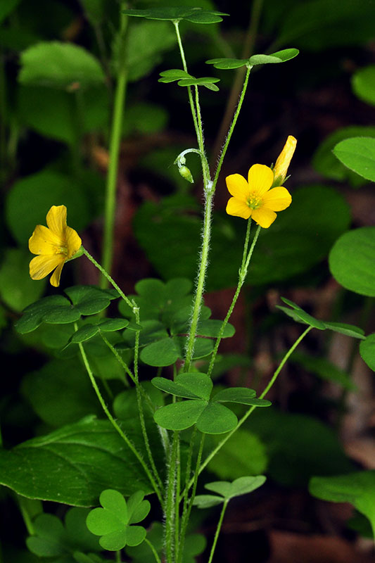 Oxalis stricta