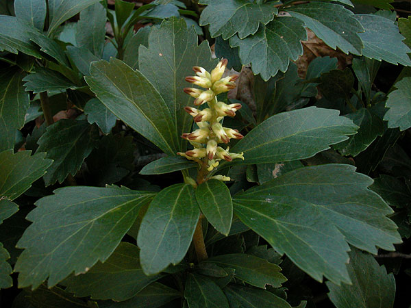 Pachysandra