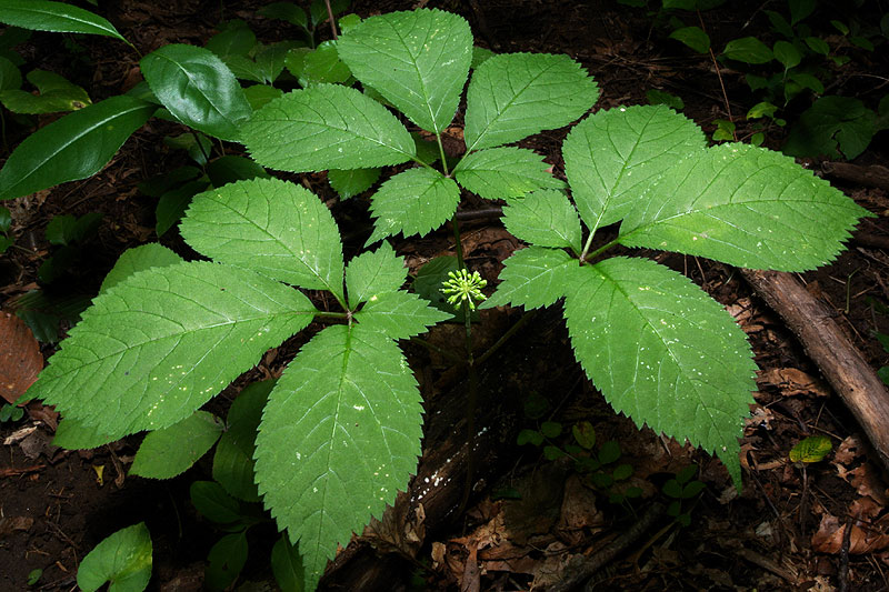 American Ginseng