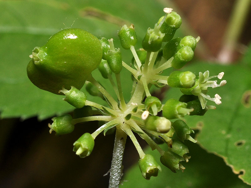 American Ginseng