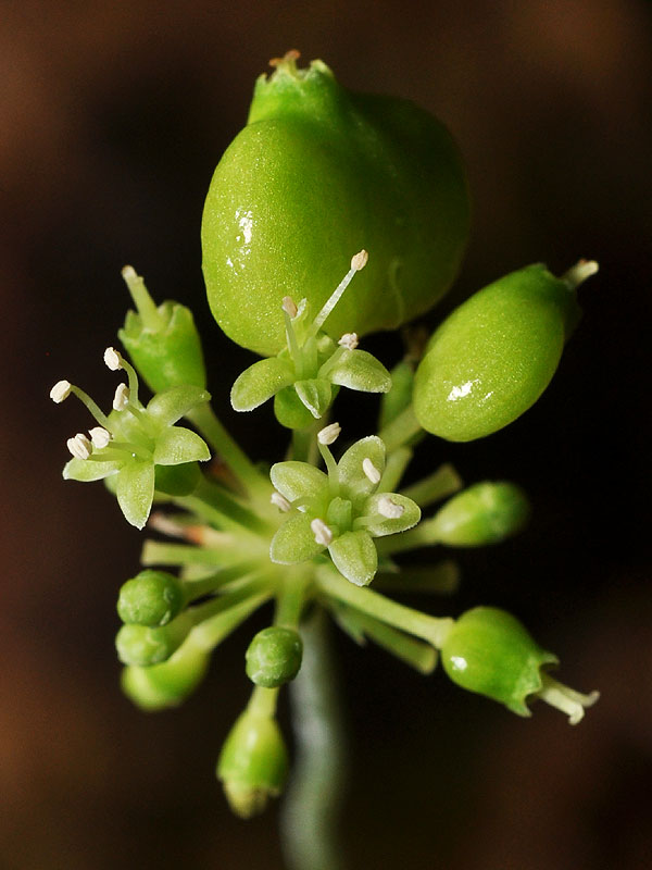 Panax quinquefolius