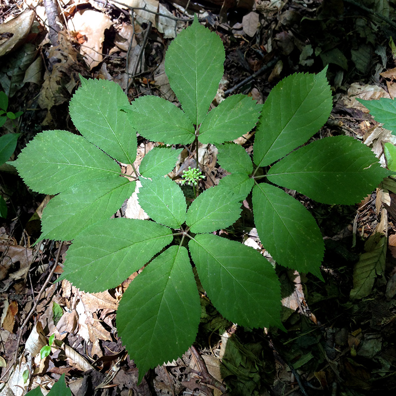 American Ginseng