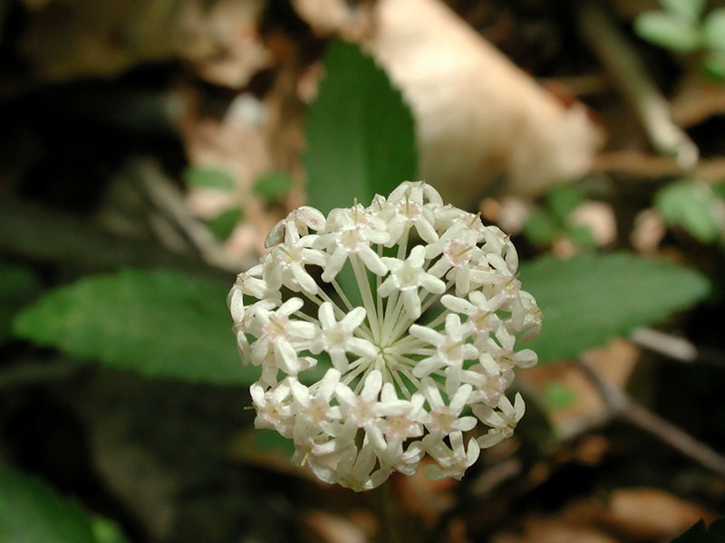 Panax trifolius