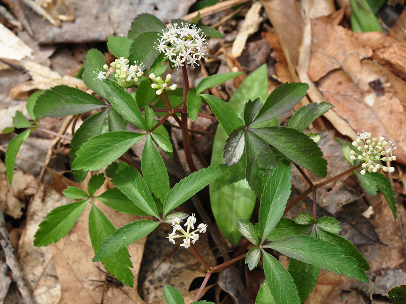 Panax trifolius