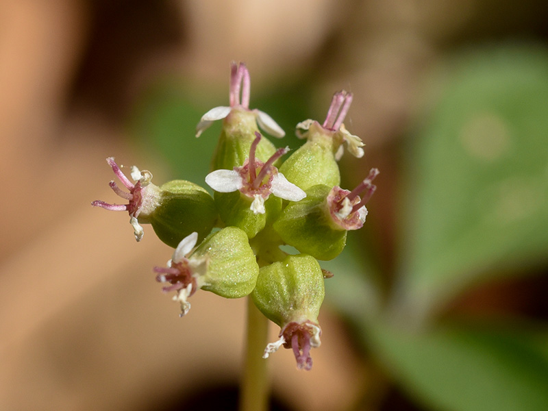 Panax trifolius