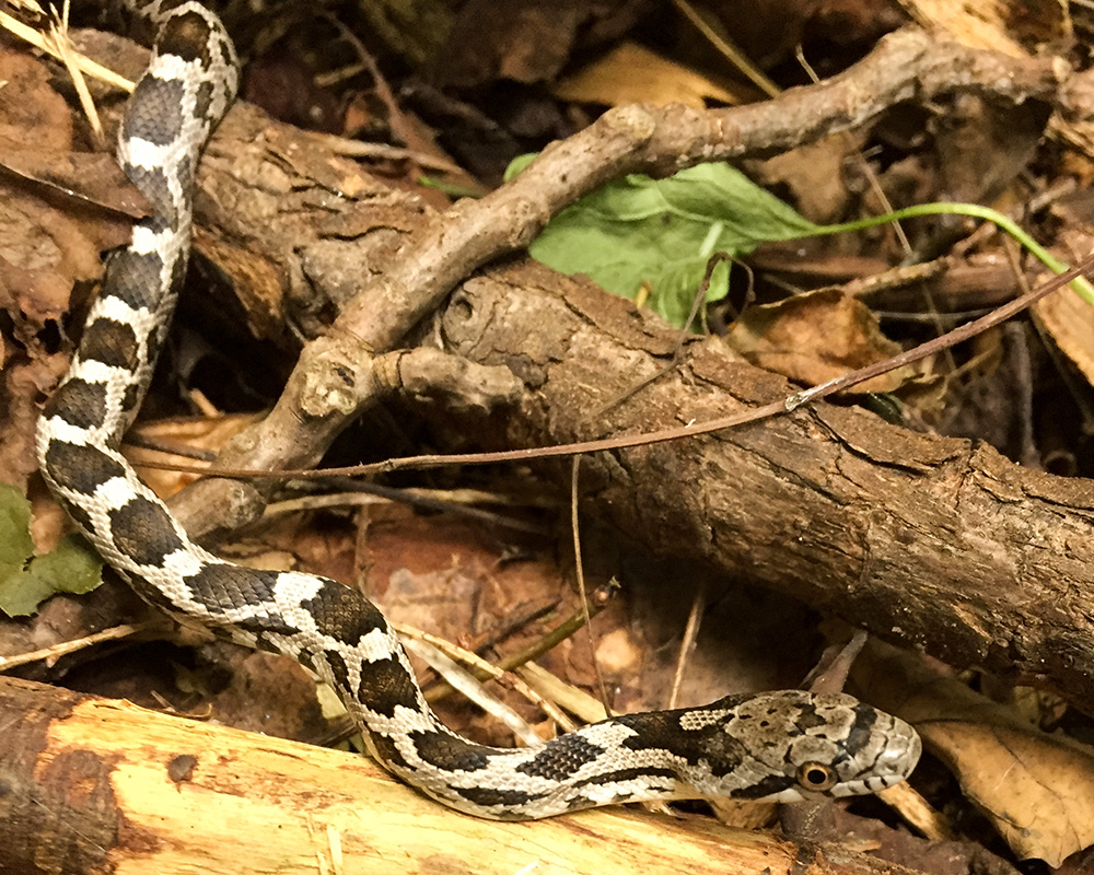 Juvenile black snake <i>(Pantherophis alleghaniensis</i>, syn. <i>Elaphe obsoleta)</i><br>September 2019