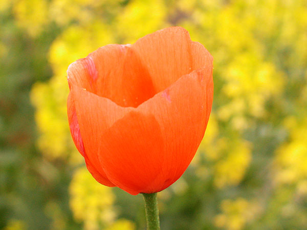 Long-pod Poppy