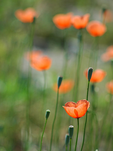 Long-pod Poppy