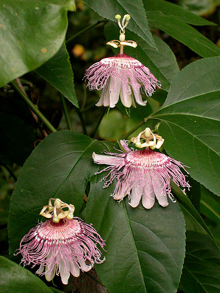 Passiflora incarnata