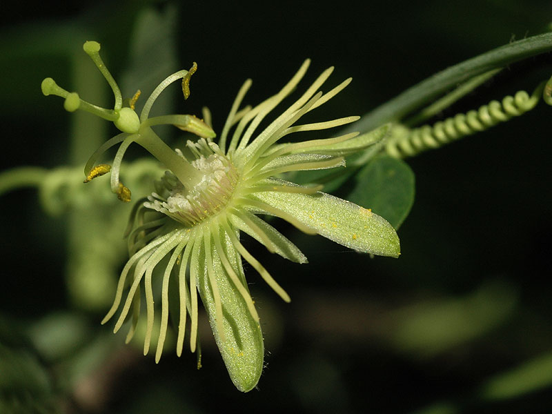 Passiflora lutea var. lutea