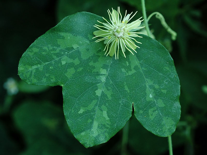 Passiflora lutea var. lutea