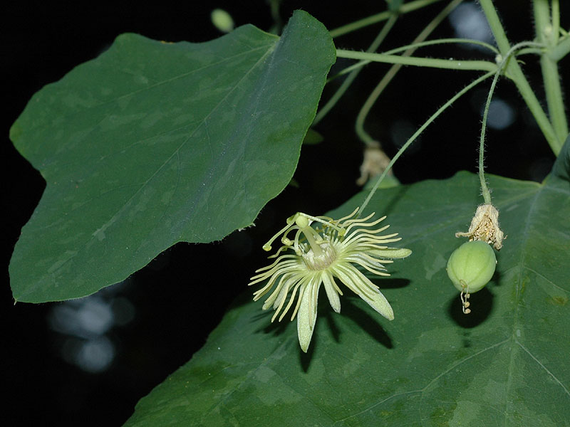 Passiflora lutea var. lutea