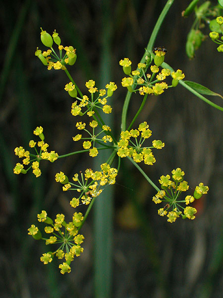 Wild Parsnip