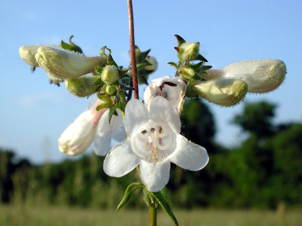 Tall White Beardtongue