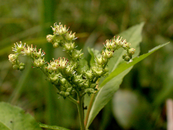 Penthorum sedoides