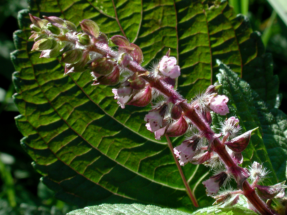 Perilla frutescens