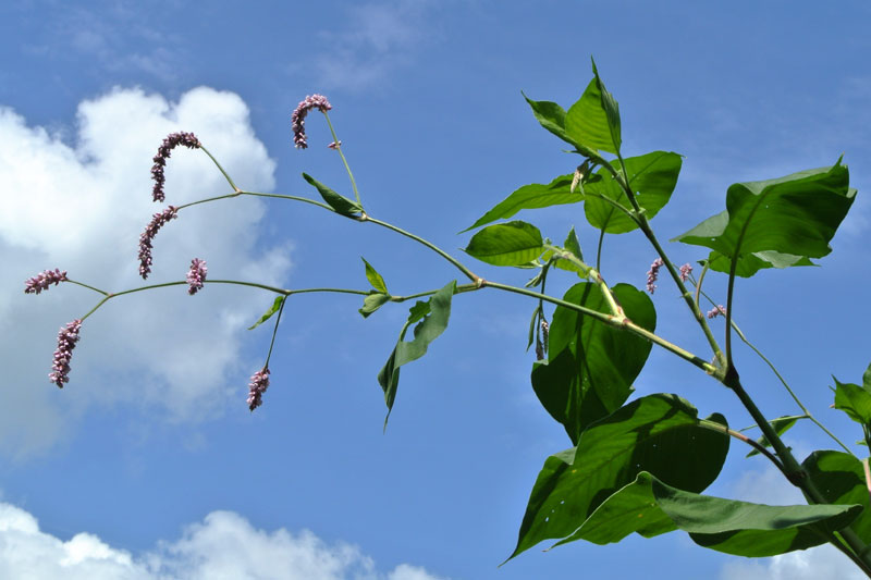 Persicaria orientalis