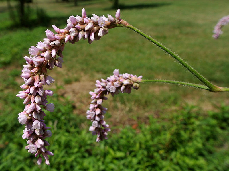 Prince's-plume Smartweed