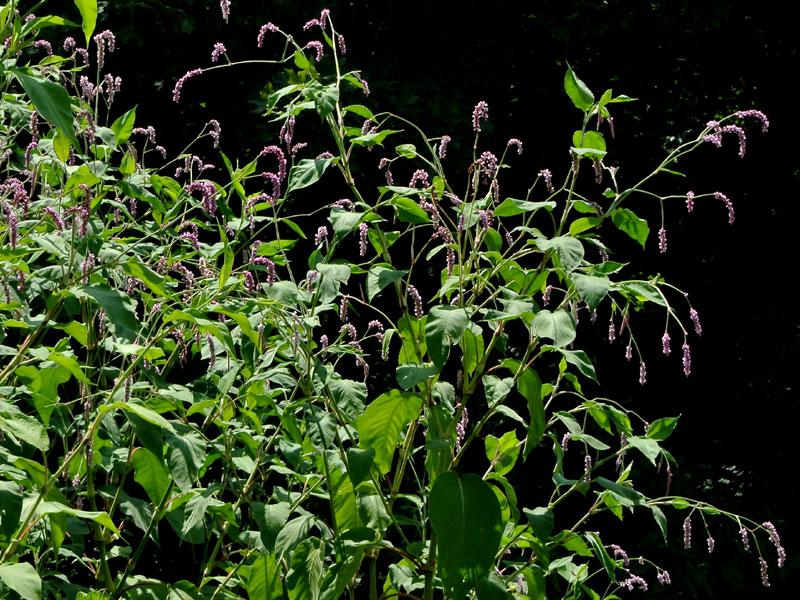 Persicaria orientalis